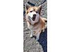 Adopt Jax a Red/Golden/Orange/Chestnut - with White Siberian Husky / Mixed dog