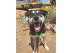 Adopt Guppy a Black - with Tan, Yellow or Fawn Husky / Mixed dog in Yreka
