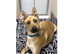 Adopt Aspen a Red/Golden/Orange/Chestnut - with White German Shepherd Dog /