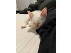 Adopt Mister a Orange or Red Tabby Siamese / Mixed (short coat) cat in