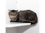 Adopt Nixie a Brown Tabby Domestic Longhair / Mixed Breed (Medium) / Mixed