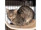 Adopt Mirabella a Brown Tabby Domestic Shorthair / Mixed Breed (Medium) / Mixed
