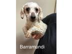 Adopt Barramundi a White Poodle (Toy or Tea Cup) / Mixed Breed (Medium) / Mixed
