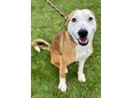 Adopt Sirius a Brindle Border Collie / Mixed Breed (Medium) / Mixed (short coat)