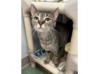 Adopt Chenal a Brown Tabby Domestic Shorthair / Mixed Breed (Medium) / Mixed