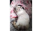 Adopt Crystal (Very Loving) a Cream or Ivory Oriental (short coat) cat in