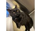 Adopt Owen a Domestic Mediumhair cat in Cortland, NY (41029839)