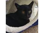Adopt Ivan a All Black Domestic Shorthair / Mixed Breed (Medium) / Mixed (short