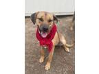 Adopt Abby a Tan/Yellow/Fawn Retriever (Unknown Type) / Black Mouth Cur / Mixed