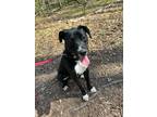 Adopt Ralph a Labrador Retriever / Mixed Breed (Medium) / Mixed dog in Walden