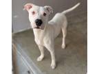 Adopt Humphrey Bojangles a White Carolina Dog / Mixed Breed (Medium) / Mixed