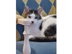 Adopt Pancake a Black & White or Tuxedo American Shorthair / Mixed (short coat)