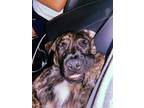 Adopt Buster a Brindle American Staffordshire Terrier / Mixed dog in Tampa