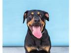 Adopt PASCUAL a Black - with Tan, Yellow or Fawn Rottweiler / Mixed dog in