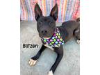 Adopt Blitzen a Basenji / Labrador Retriever / Mixed dog in Gautier