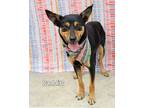 Adopt Puddin' a German Shepherd Dog / Australian Cattle Dog / Mixed dog in