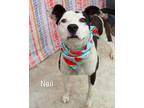 Adopt Neil a American Pit Bull Terrier / Mixed dog in Gautier, MS (41188343)