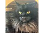 Adopt Bernie a Black (Mostly) Domestic Longhair (long coat) cat in Truckee