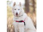 Adopt Halo a White - with Tan, Yellow or Fawn Mixed Breed (Medium) / Mixed dog
