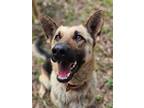 Adopt Mary Jane a German Shepherd Dog / Mixed dog in WAYNESVILLE, GA (41219295)
