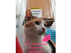 Adopt KK a All Black Domestic Shorthair / Mixed Breed (Medium) / Mixed (short