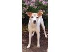 Adopt Maddie a White - with Brown or Chocolate Jack Russell Terrier / Mixed dog