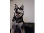 Adopt Oreo a Black - with White Husky / Mixed dog in Durham, NC (40989892)
