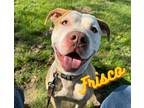 Adopt Frisco a American Staffordshire Terrier / Mixed dog in EFFINGHAM