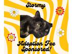 Adopt Stormy a Tortoiseshell Domestic Shorthair (short coat) cat in Webster