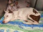 Adopt Tully a White American Pit Bull Terrier / Mixed Breed (Medium) / Mixed