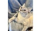Adopt Simon a Cream or Ivory Siamese (short coat) cat in Mooresvillle