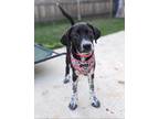 Adopt Rizzo a Black - with White Anatolian Shepherd / Blue Heeler dog in