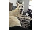 Adopt Toby (Topsy) a White Border Collie dog in Oak Bluffs, MA (41190416)