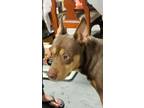 Adopt Abby a Brown/Chocolate - with Tan Doberman Pinscher / Australian Kelpie /