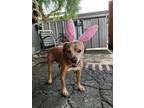 Adopt CORNBREAD (BLIND SENIOR) a Tan/Yellow/Fawn Pit Bull Terrier / Treeing