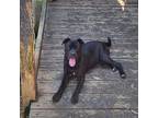 Adopt Daphne a Black Staffordshire Bull Terrier / Mixed dog in Shreveport