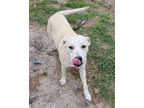 Adopt Glory a Labrador Retriever / Mixed Breed (Medium) dog in Ridgeland