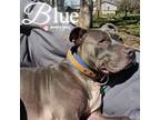 Adopt Blue (Courtesy Post) a Brindle American Pit Bull Terrier dog in Council