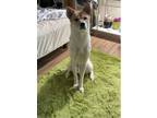 Adopt SuperM a Tan/Yellow/Fawn Jindo dog in New York, NY (41168980)