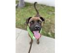 Adopt CHIP a Brindle Boxer / Pit Bull Terrier / Mixed dog in South Gate