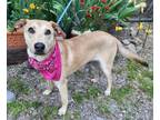 Adopt Sheryl a Tan/Yellow/Fawn - with White Mixed Breed (Medium) / Whippet /
