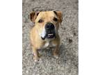 Adopt DIEGO a Tan/Yellow/Fawn - with White Boxer / Shar Pei / Mixed dog in South