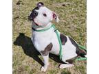 Adopt Linus a American Pit Bull Terrier / Mixed dog in Springdale, AR (41232524)