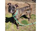 Adopt George a American Pit Bull Terrier / Mixed dog in Springdale