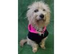 Adopt Lucy a Tan/Yellow/Fawn Terrier (Unknown Type, Small) / Poodle (Standard) /