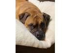 Adopt Beauregard (Beau) a Tan/Yellow/Fawn - with White Boxer / Mastiff / Mixed
