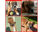 Adopt WINTER a Tan/Yellow/Fawn - with White Beagle / Boxer / Mixed dog in