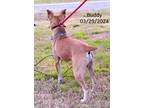 Adopt Buddy a Tan/Yellow/Fawn - with White Feist / Mixed dog in Warren