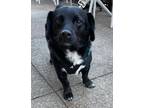 Adopt Buddy a Black - with White Dachshund / Beagle / Mixed dog in Memphis