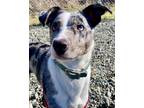 Adopt Myla a Merle Australian Cattle Dog / Catahoula Leopard Dog / Mixed (short
